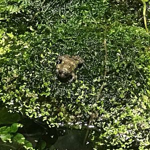 Yellow-bellied toad 270118