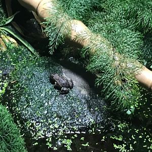 Oriental fire-bellied toad 270118