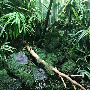 Oriental fire-bellied toad exhibit 270118