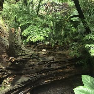 Tiger salamander exhibit 270118