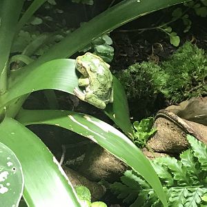 Gastrotheca riobambae 270118