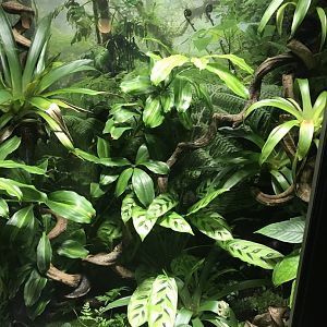 Gastrotheca riobambae exhibit 270118