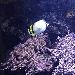 Aquarium exhibit 270118