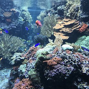 Aquarium exhibit 270118