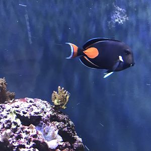 Aquarium exhibit 270118