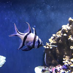 Aquarium exhibit 270118