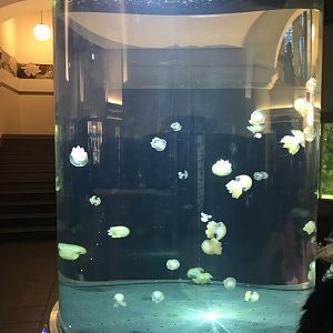 Walk around jellyfish exhibit 270118