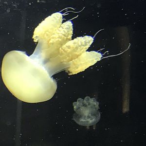 Jellyfish sp. 270118