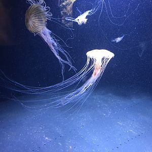 Jellyfish sp. 270118