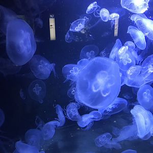 Jellyfish sp. 270118