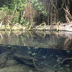 Aquarium exhibit 270118