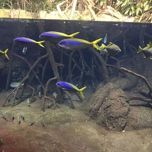 Aquarium exhibit 270118