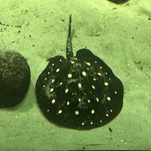 White-blotched river stingray 270118