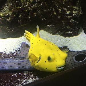 Puffer fish sp. 270118