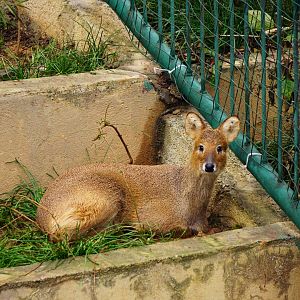 Liuzhou Zoo - water deer