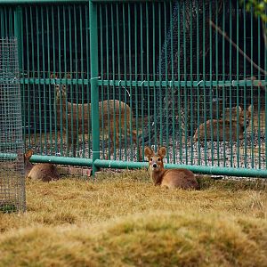 Liuzhou Zoo - water deer