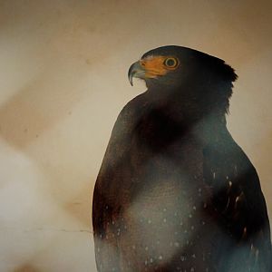 Liuzhou Zoo - Crested serpent eagle
