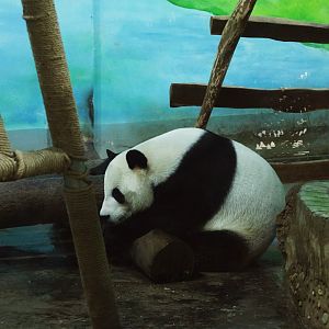 Liuzhou Zoo - Panda