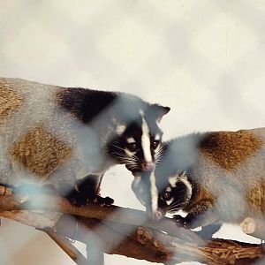 Liuzhou Zoo - Masked palm civet