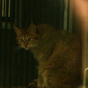 Old photo: Chinese Mountain Cat in 2007