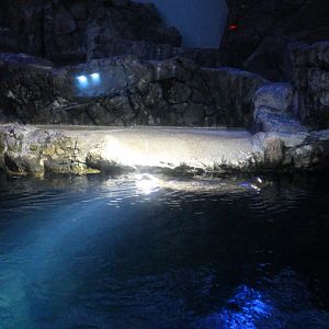 Spotted seal/californian sea lion exhibit