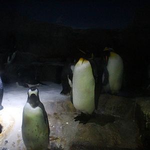 King penguin with adelie