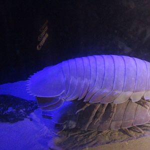 Giant isopod