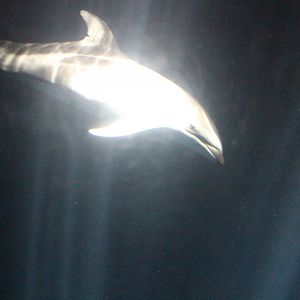 Pacific white-side dolphin
