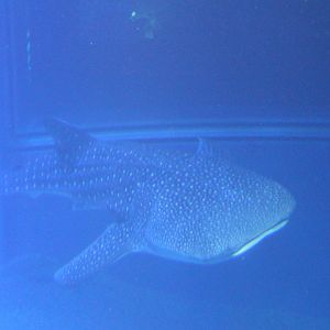 Whale shark