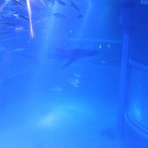 Tank for whale shark