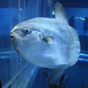 Ocean sunfish