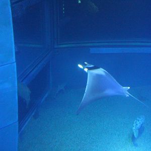 Japanese devil ray