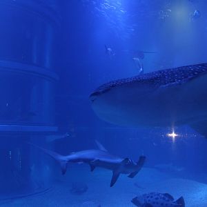 Whale shark with hammerhead shark