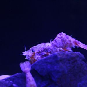 Eugonatonotus chacei