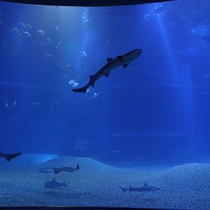 Bottom of the whale shark tank