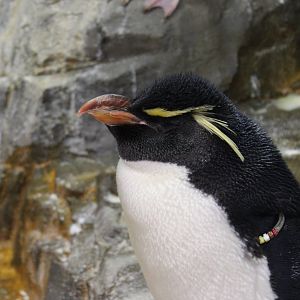 Rockhopper penguin