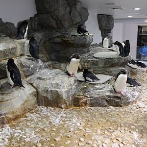Rockhopper penguin exhibit