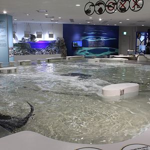 Touching tank for sharks and rays