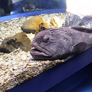 Bering wolffish