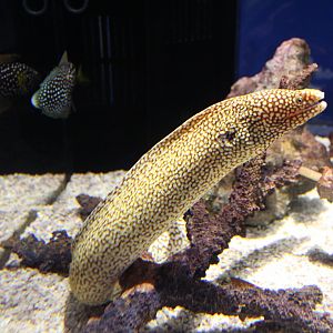 Moray eel
