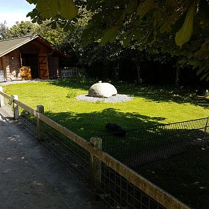 Black swan-enclosure