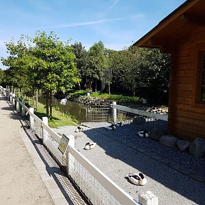 Shelduck and Swan-enclosure