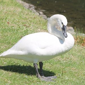 Whistling swan