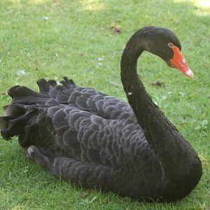 Black swan