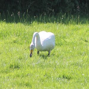 Whooper swan