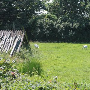 Enclosure Whooper swan
