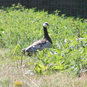 Barnacle goose