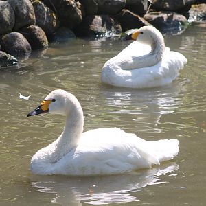 Bewick's swans