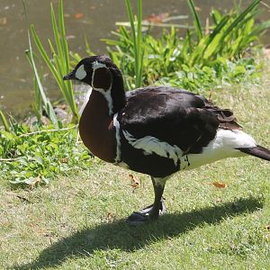 Red-breasted goose