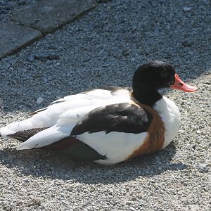 Shelduck